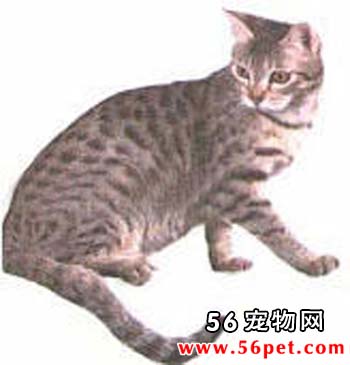 炭色短毛猫-短毛猫品种