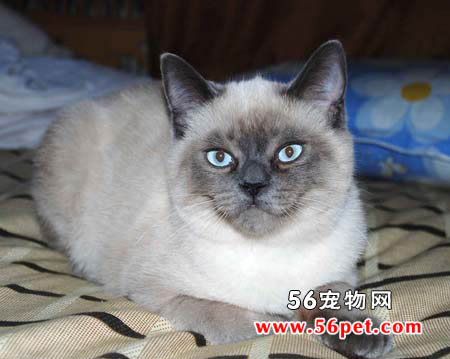 暹罗猫-短毛猫品种