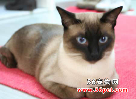 暹罗猫-短毛猫品种