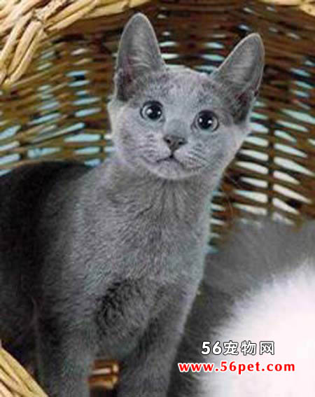 俄罗斯短毛猫-短毛猫品种