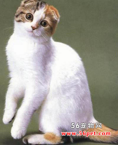 雪鞋猫-短毛猫品种