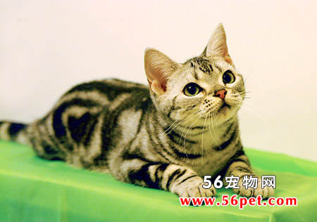 苏格兰折耳猫-短毛猫品种