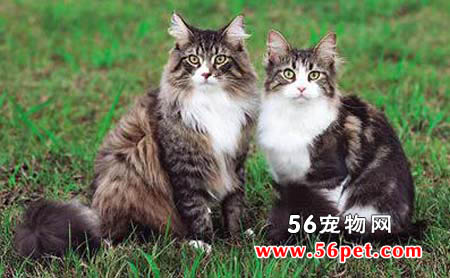 西伯利亚森林猫-长毛猫品种