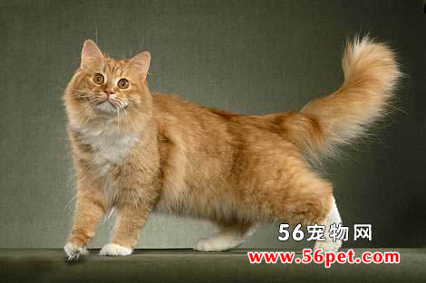西伯利亚森林猫-长毛猫品种