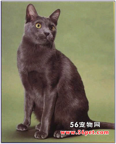 科拉特猫-短毛猫品种