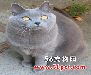 科拉特猫-短毛猫品种