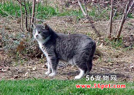 马恩岛猫-短毛猫品种