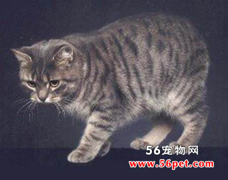 马恩岛猫-短毛猫品种