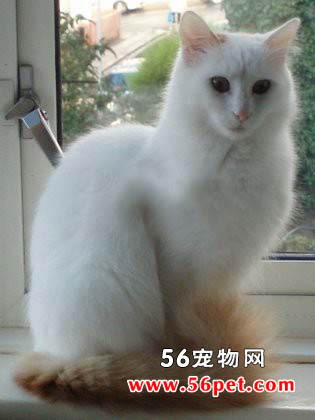 土耳其梵猫-长毛猫品种