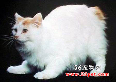 曼岛猫-长毛猫品种