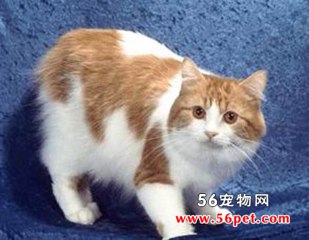 曼岛猫-长毛猫品种