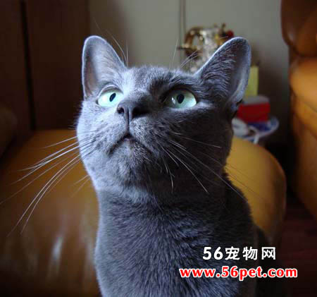 俄罗斯蓝猫-长毛猫品种