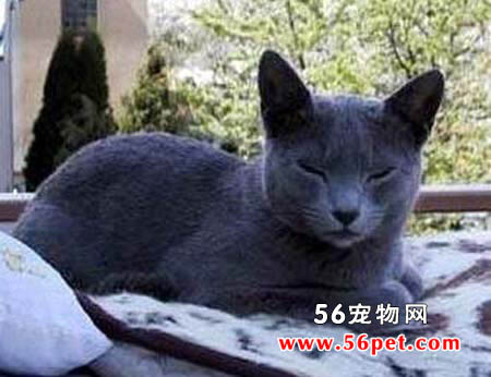 俄罗斯蓝猫-长毛猫品种