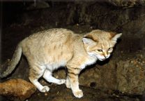 荒漠猫-短毛猫品种