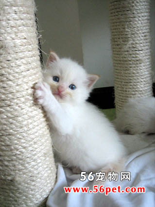 布(玩)偶猫-长毛猫品种