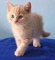 加州闪亮猫-短毛猫品种