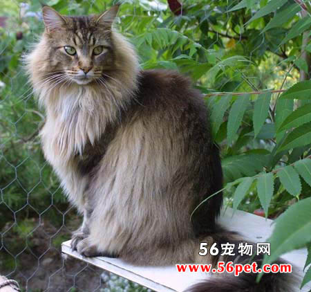 缅因猫-长毛猫品种