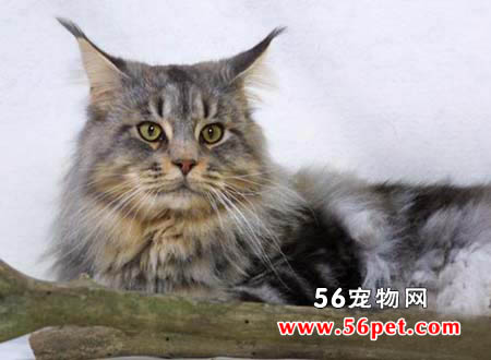 缅因猫-长毛猫品种