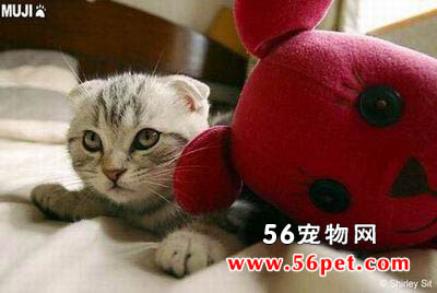 狮子猫-短毛猫品种