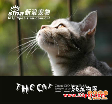 狮子猫-短毛猫品种