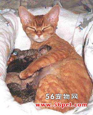 柯尼斯卷毛猫-长毛猫品种