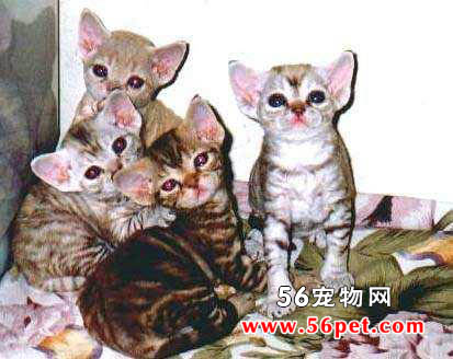 柯尼斯卷毛猫-长毛猫品种