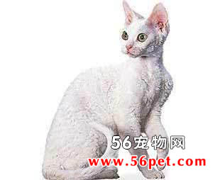 柯尼斯卷毛猫-长毛猫品种