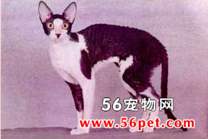 柯尼斯卷毛猫-长毛猫品种
