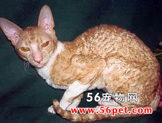 柯尼斯卷毛猫-长毛猫品种