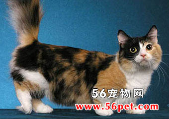 曼切堪猫-短毛猫品种