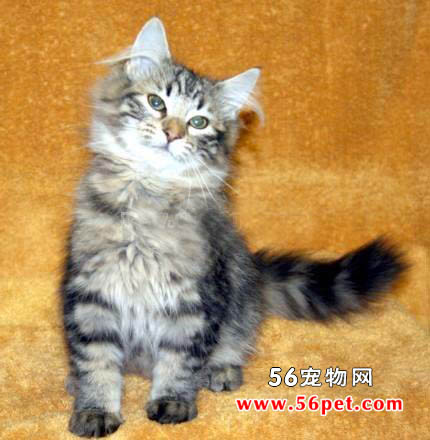 蒂法尼猫-长毛猫品种