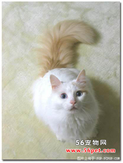 土耳其梵猫-长毛猫品种