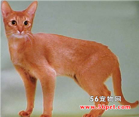 阿比西尼亚猫-长毛猫品种
