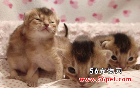 阿比西尼亚猫-长毛猫品种