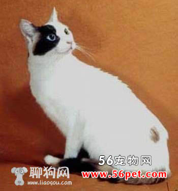 欧斯亚史烈斯猫-长毛猫品种