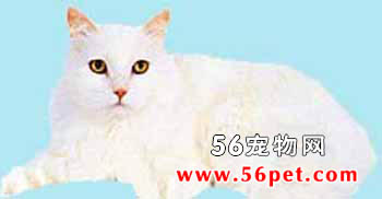 威尔斯猫-长毛猫品种