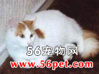 威尔斯猫-长毛猫品种