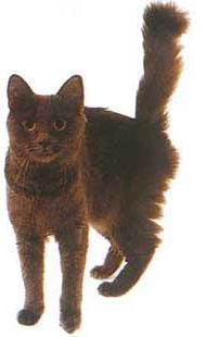 塞舌尔猫-长毛猫品种