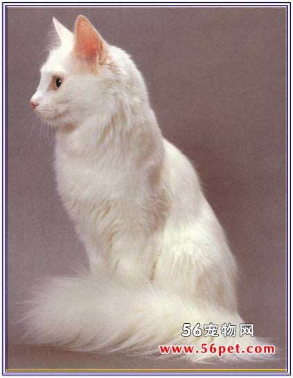 土耳其安哥拉猫-长毛猫品种