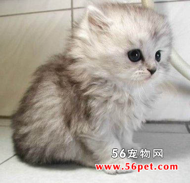 土耳其安哥拉猫-长毛猫品种