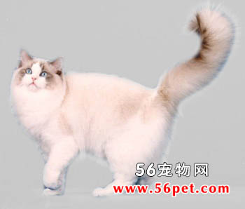布偶猫-长毛猫品种
