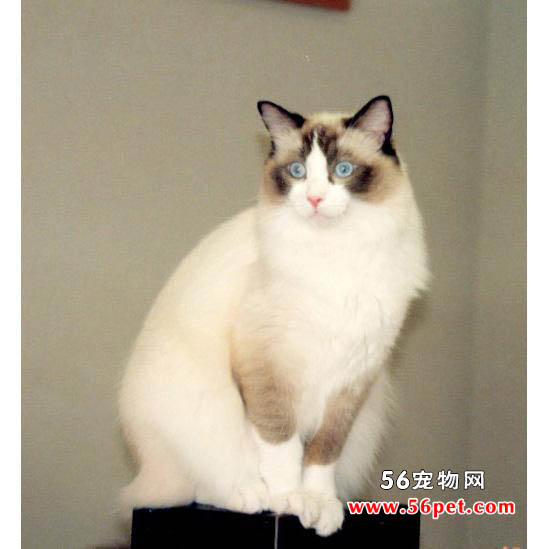 布偶猫-长毛猫品种