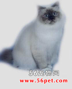 伯曼猫-长毛猫品种