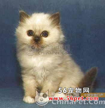 伯曼猫-长毛猫品种