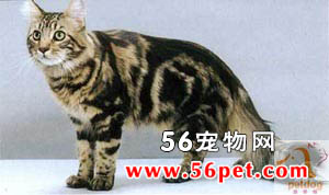 缅因库恩猫-长毛猫品种