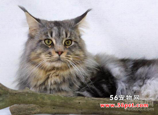 缅因库恩猫-长毛猫品种