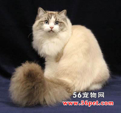 布履阑珊猫-长毛猫品种