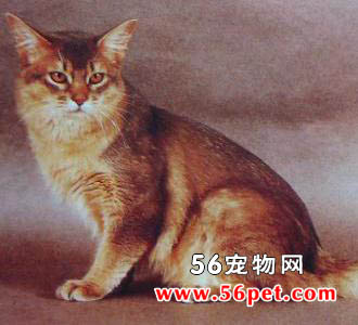 布履阑珊猫图片及布履阑珊猫种类