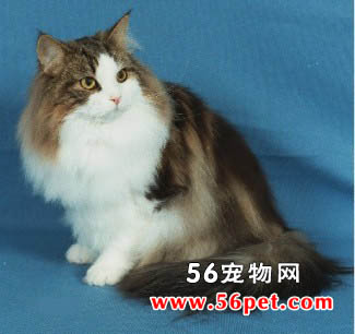 布履阑珊猫-长毛猫品种