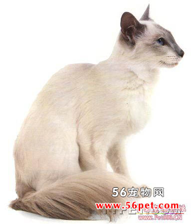巴厘猫-长毛猫品种